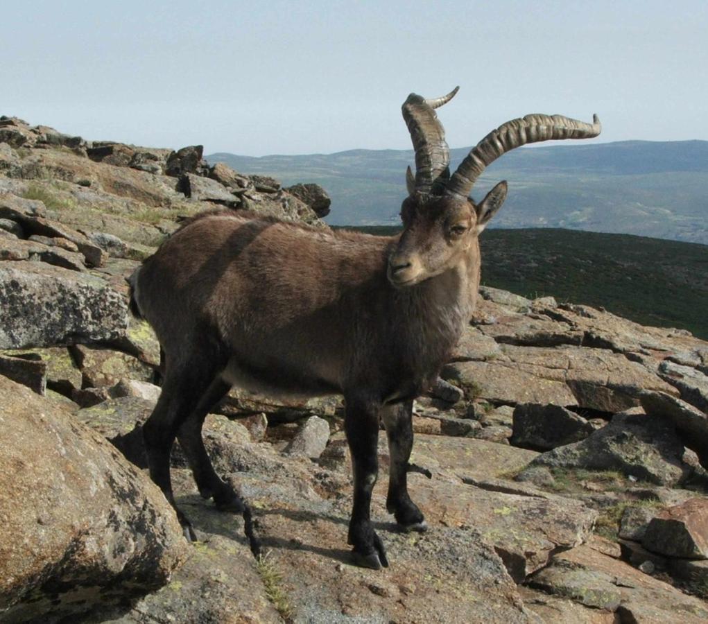 나바레돈다 데 그레도스 La Nava De Gredos Acogedor Piso Con Vistas 아파트 외부 사진