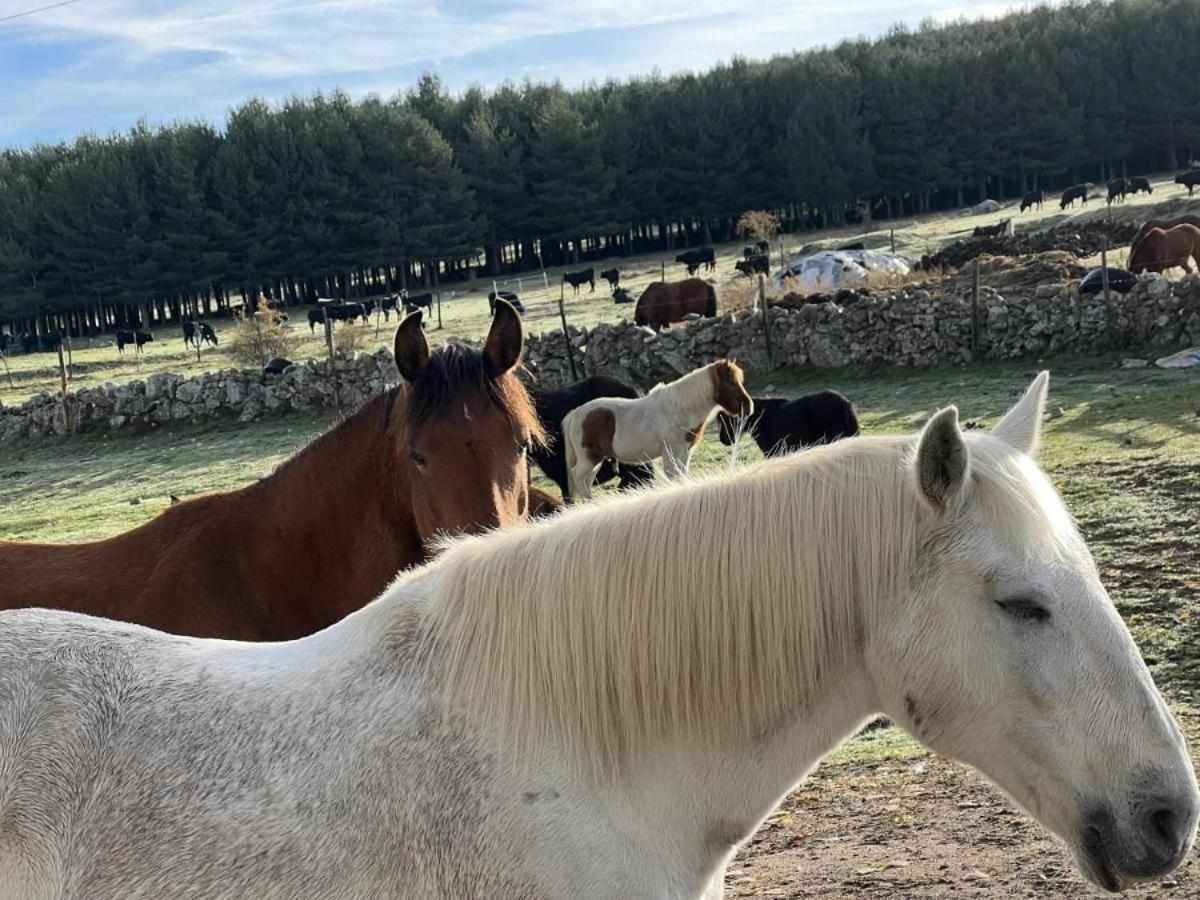 나바레돈다 데 그레도스 La Nava De Gredos Acogedor Piso Con Vistas 아파트 외부 사진